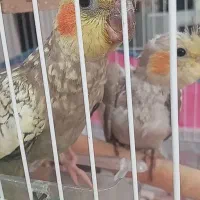 عروس هلندی ....