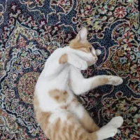 گربه نر۵ماهه رایگان رایگان