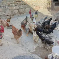 مرغ خروس جوجه کوردی|حیوانات مزرعه|کرمانشاه, |دیوار