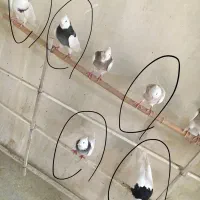 تعدادی طوقی|پرنده|اصفهان, قائمیه|دیوار