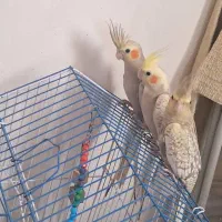 عروس هلندی سه ماهه