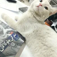 فروش گربه بریتیش