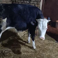 گوساله ماده|حیوانات مزرعه|دهگلان, |دیوار