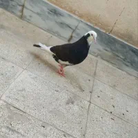 کفتر
