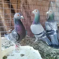 کبوتر پلاکی|پرنده|یزد, |دیوار