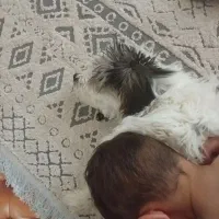 واگذاری  رایگان سگ اپارتمانی