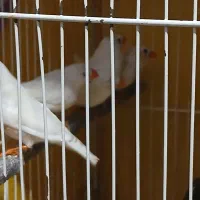 تعدادی فنچ بالغ وجوجه فروشی