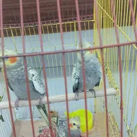 چهار عدد عروس هلندی|پرنده|اهواز, کوی مهدیس|دیوار