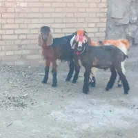 بره و بیگ نر.بیگ ماده|حیوانات مزرعه|مسجد سلیمان, |دیوار