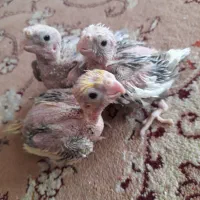 جوجه عروس|پرنده|آران و بیدگل, |دیوار