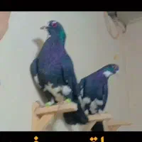 کفتر برا قرعه کشی