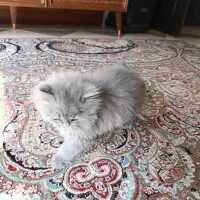 واگذاری  گربه بریتیش نر ۴ماهه|گربه|میبد, |دیوار