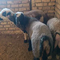 بره قوچی درجه یک