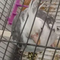 عروس هلندی نر|پرنده|دزفول, |دیوار