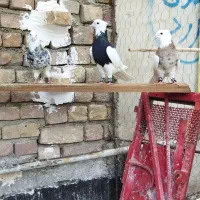 طوقی کنگاور