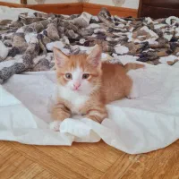 امور منزل و نگهداری از گربه