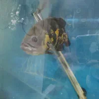 ۴عدد ماهی اسکار درشت