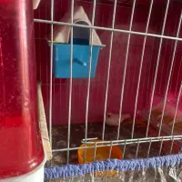 فنچ|پرنده|صدرا-فارس, فاز ۱|دیوار