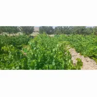 فروش باغ در فریدونشهر