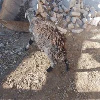 یک عدد بره که سرگیجه دارد