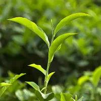 چای سر گل بهاره دستی
