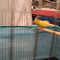 قناری|پرنده|کرمان, |دیوار