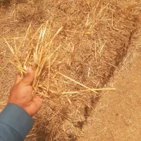 کاه پرس گندم و شالی یا همون برنج