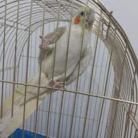 عروس هلندی|پرنده|سیرجان, |دیوار