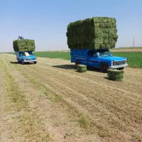 فروش عمده چغندر و یونجه|عمده‌فروشی|بشاریات, |دیوار