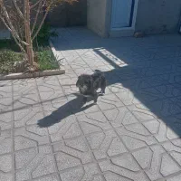 واگذاری سگ پاکوتاه حرف گوش کن سالم سرحال