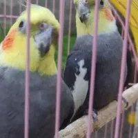 سه عدد عروس هلندی سالم