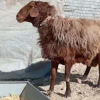 فروشی|حیوانات مزرعه|چنارود, |دیوار