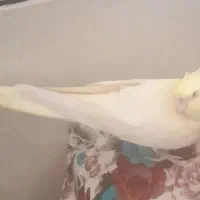 گمشده