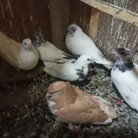 کبوتر فروشی|پرنده|رشت, جانبازان|دیوار