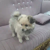 سگ پامر و ژرمن نگهبان جهت واگذاری