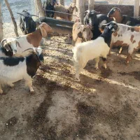 باسلام تعداد10رس بزجوان توشتیرسالم بشرط|حیوانات مزرعه|درب گنبد, |دیوار