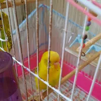 مرغ عشق رام و زیبا|پرنده|رشت, گلزاران|دیوار