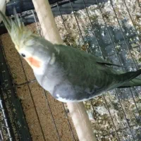 فروش ومعاوض|پرنده|بندرعباس, |دیوار