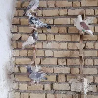 کبوتر پلاکی|پرنده|شیراز, گویم|دیوار
