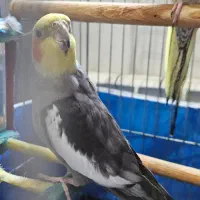 عروس هلندی نر