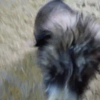 قهدریجان نر|سگ|اسدآباد, |دیوار