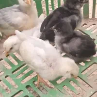 جوجه گلین چهتاج