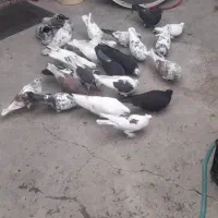 فروش کبوتر|پرنده|ارومیه, |دیوار