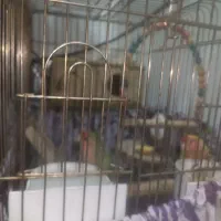 طوطی برزیلی|پرنده|چهاردانگه (تهران), |دیوار