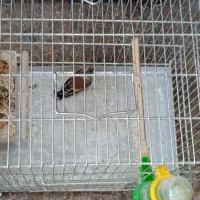 خرید فروش پرندگان زینتی و فروش انواع دان ها|پرنده|تبریز, |دیوار