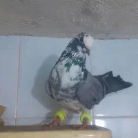 سوسکی سبز نر پرشی