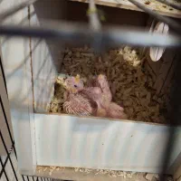 جفت عروس هلندی|پرنده|فردیس, شهرک ناز|دیوار