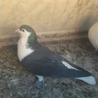 کفتر ۳عدد|پرنده|شهرآباد, |دیوار