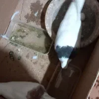 طوقی|پرنده|بستان آباد, |دیوار