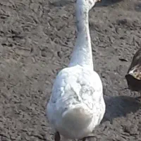 فروش فوری خروس قو غاز قیمت باهم